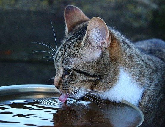 cat-drink-water
